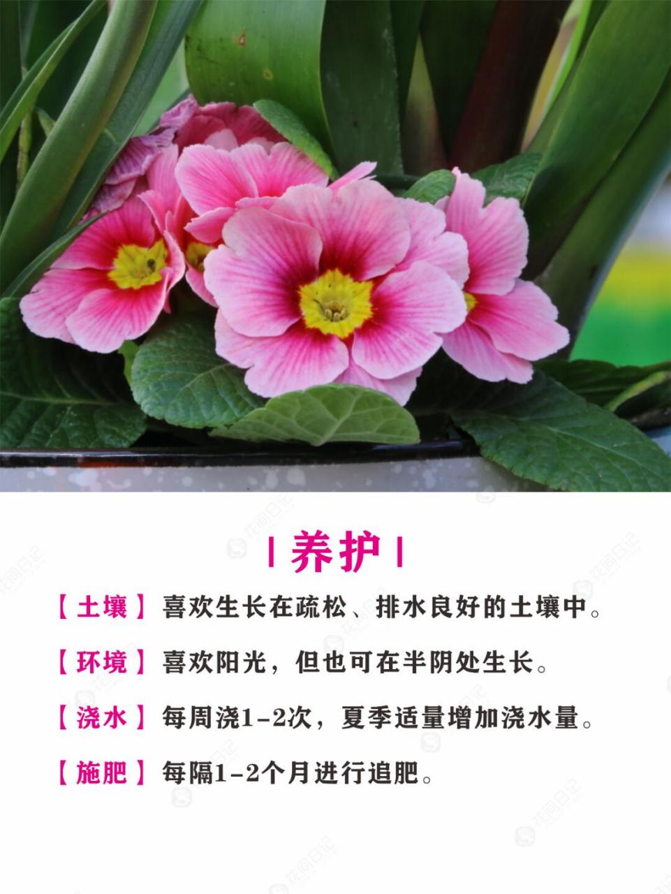 报春花简介图片