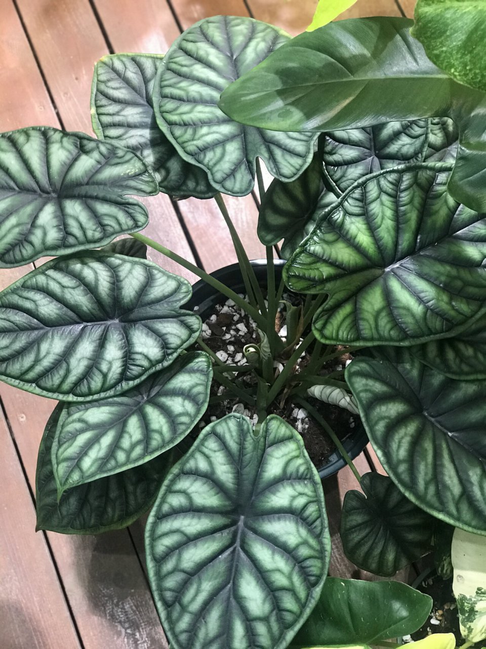 龙鳞海芋如何养护:海芋中的第三爱 第一爱是萨利安 第二爱是帝王之盾