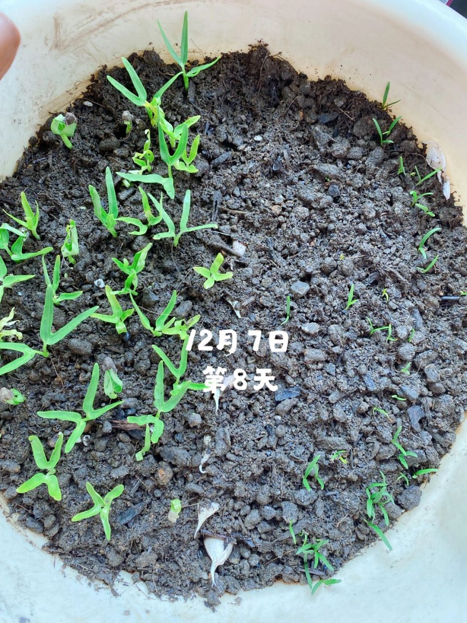 新手阳台种空心菜发芽啦!