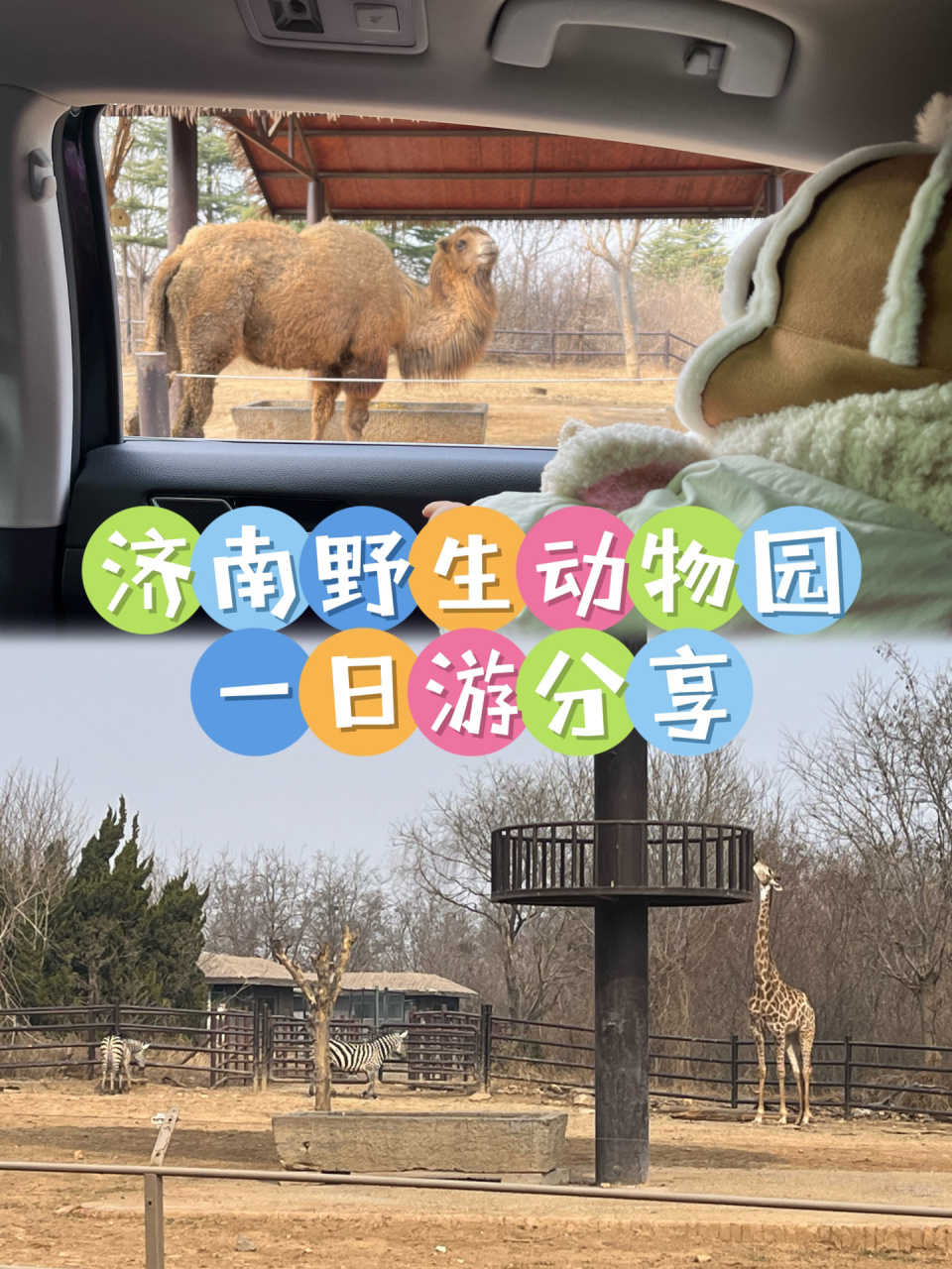 淄博动物园门票图片