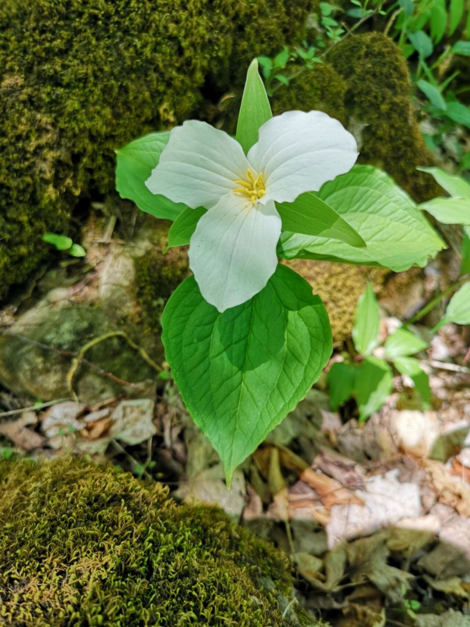 加拿大安省省花"trillium"延龄草 今日徒步见到的各色trillium花
