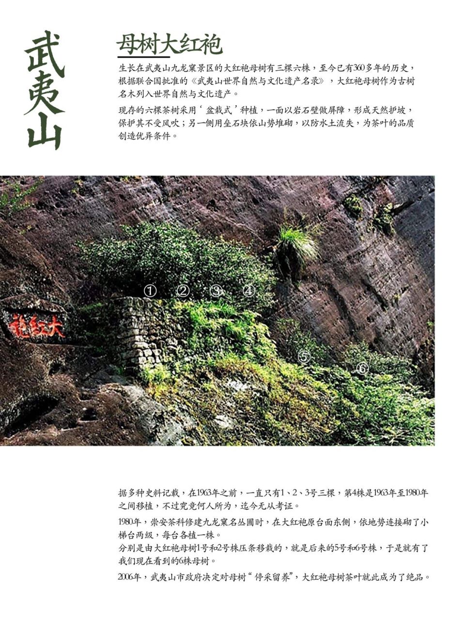 福建武夷山大红袍母树图片