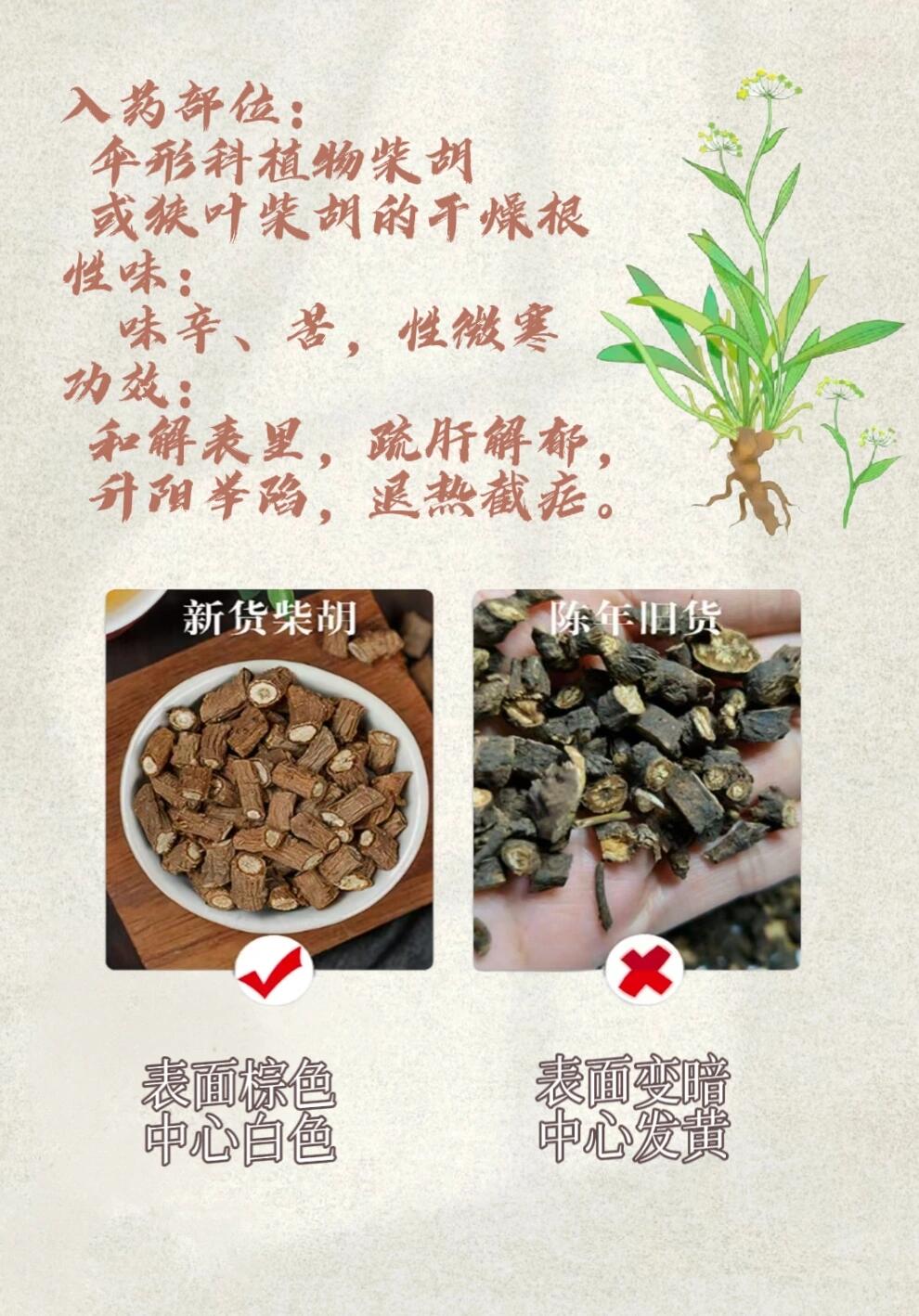 中药山菜子图片及功效图片