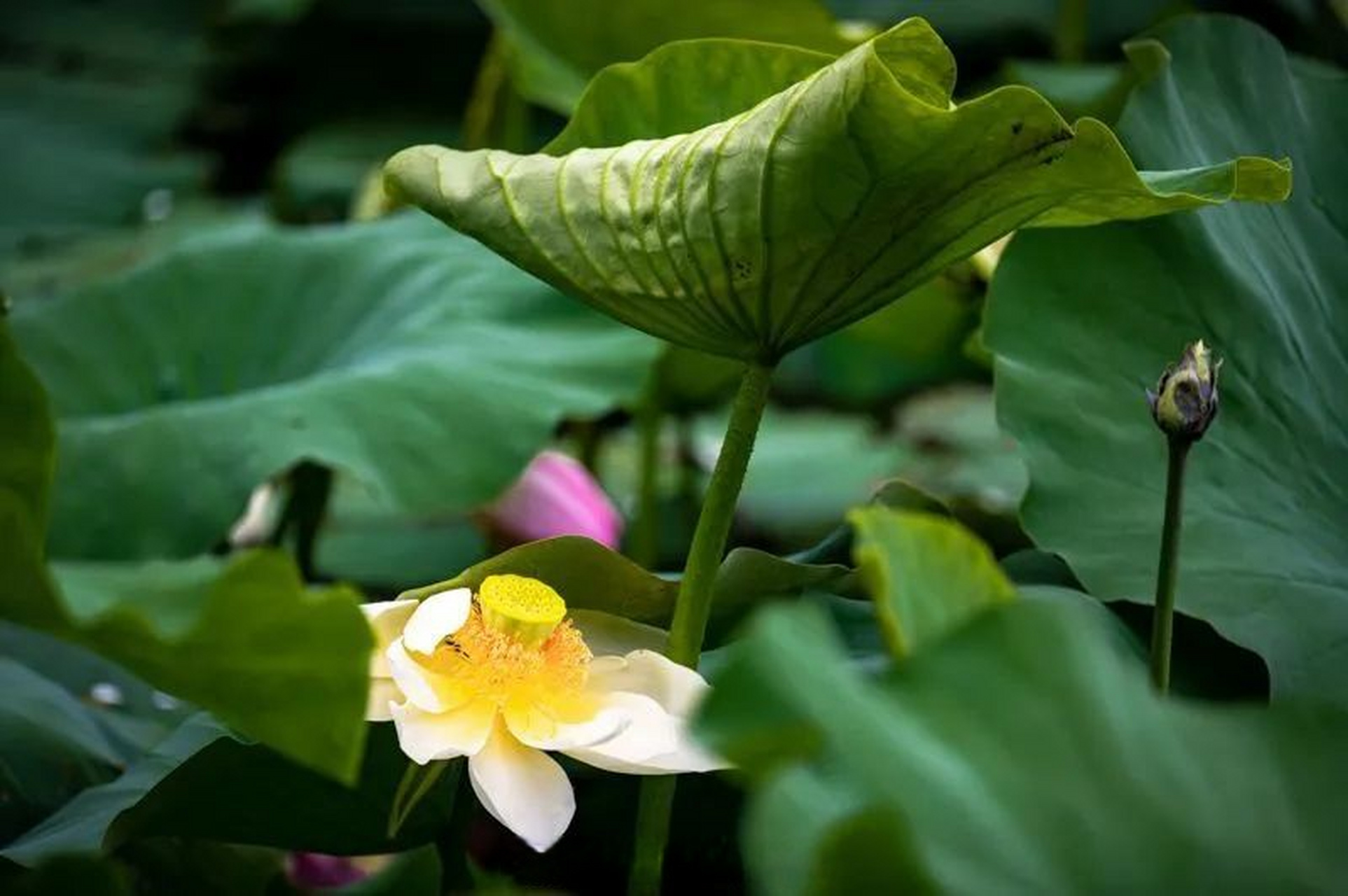 【翠湖荷花绽放,又是一年赏荷季】进入夏日,昆明市翠湖公园的荷花初绽