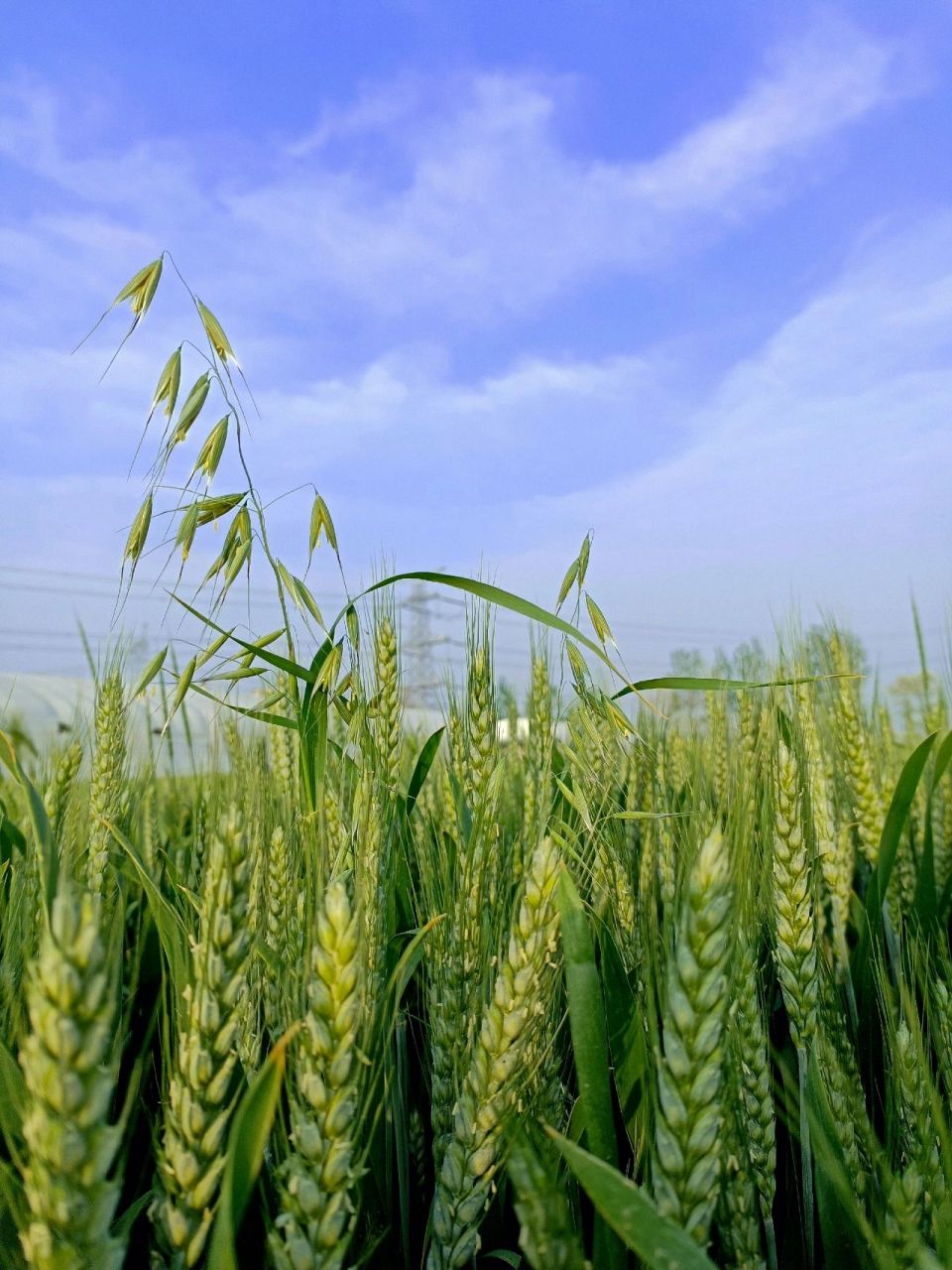 在外的游子们,快来看看家乡的麦田吧 不知不觉已经入夏,麦田里的麦穗