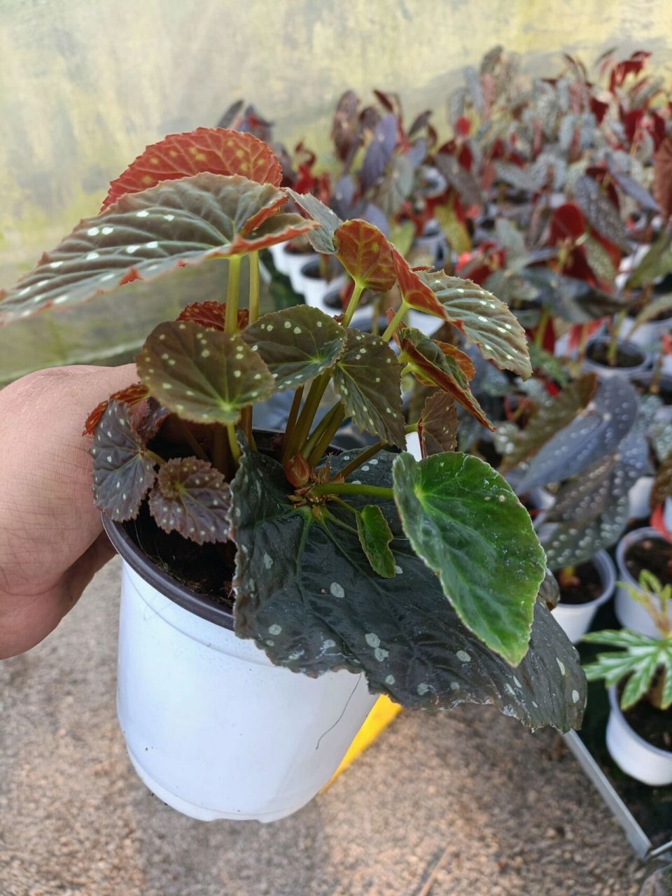 星空秋海棠叶插繁殖