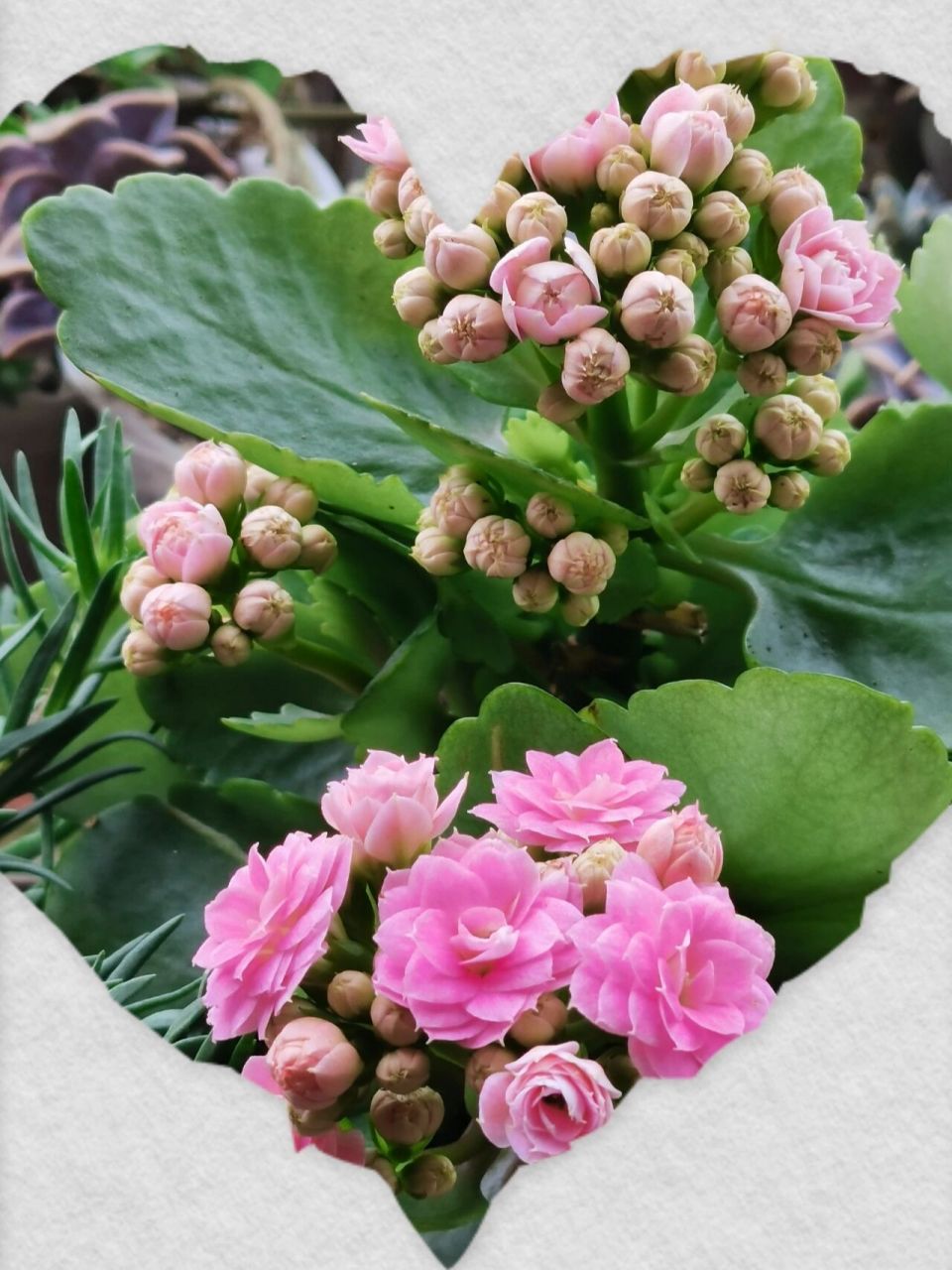 长寿花——朱丽叶 长寿花朱丽叶——玫瑰花型,自带珠光细闪,是不带