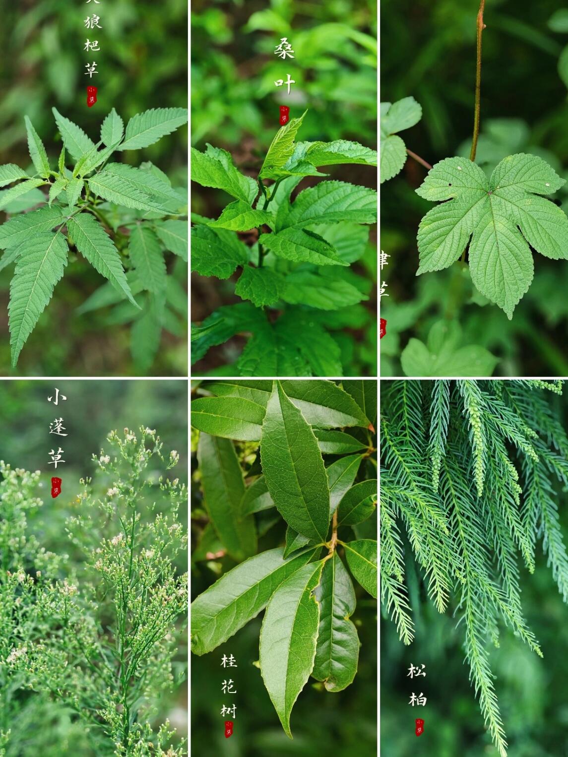 校园常见100种植物图片图片