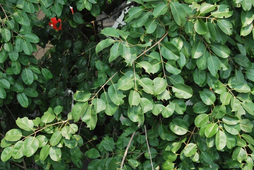 day8园林树木——海南蒲桃 中文名:海南蒲桃 拉丁学名:syzygiumhainan