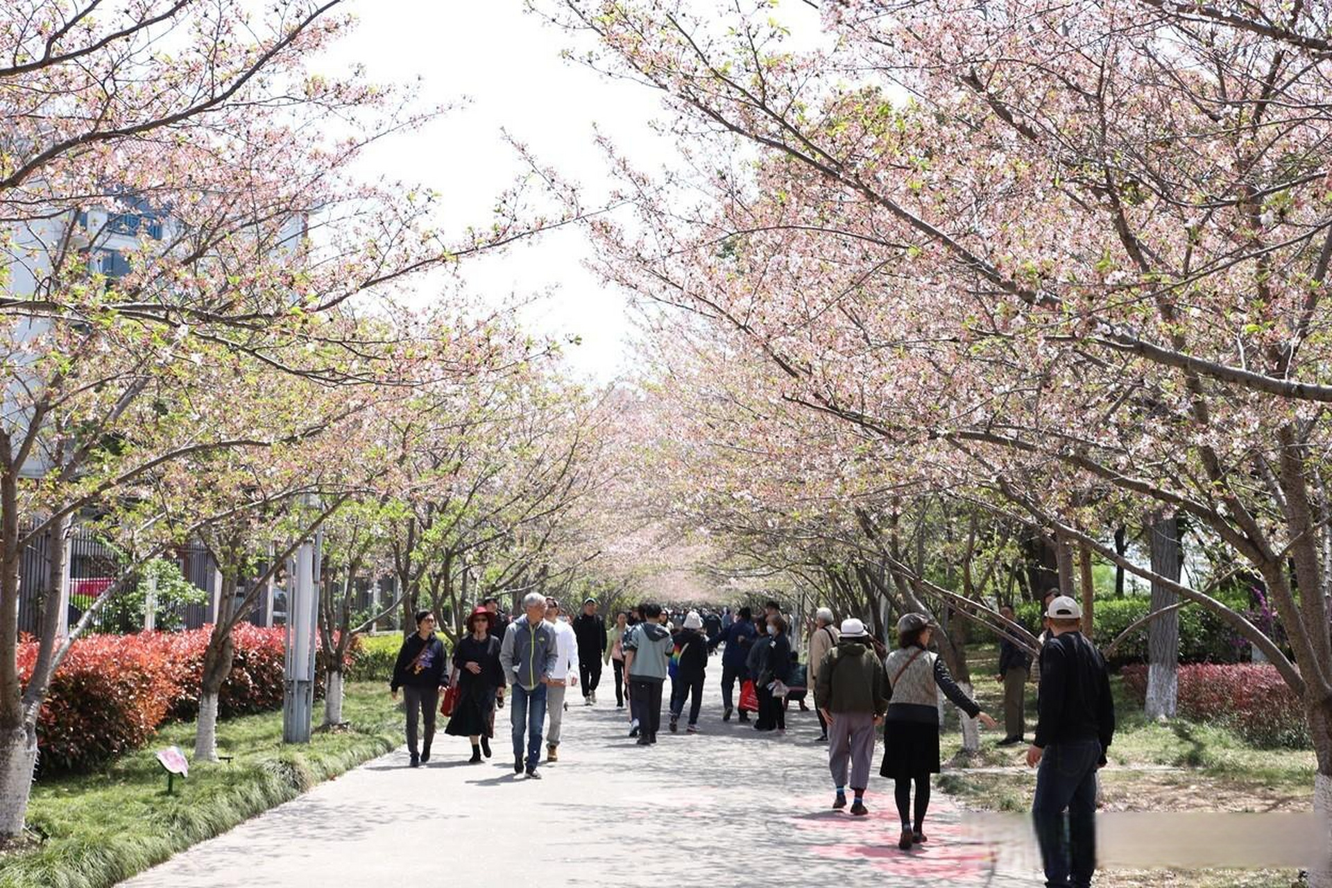 高东镇樱花园图片