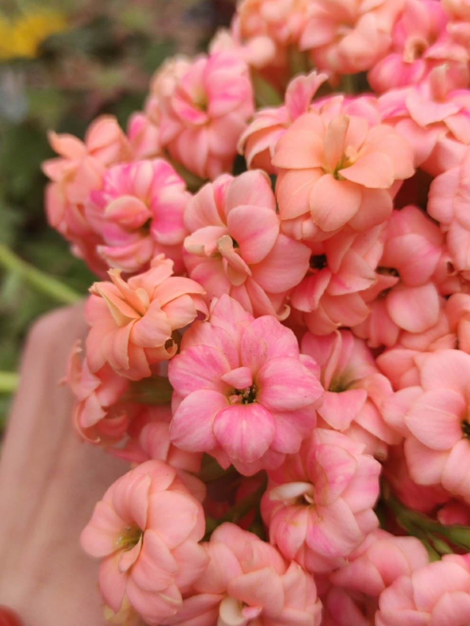 长寿花 品种:美人鱼 色彩多变,再次吹爆!