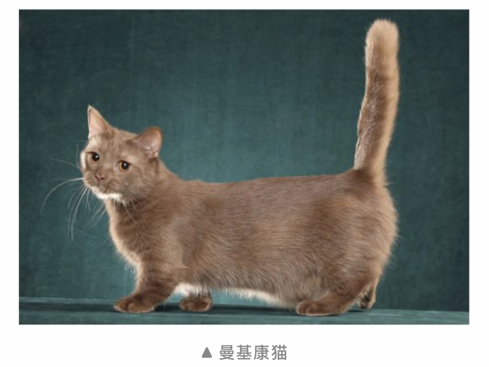 不是所有矮脚猫都叫曼基康 曼基康猫(英文名:munchkin cats),英文直译