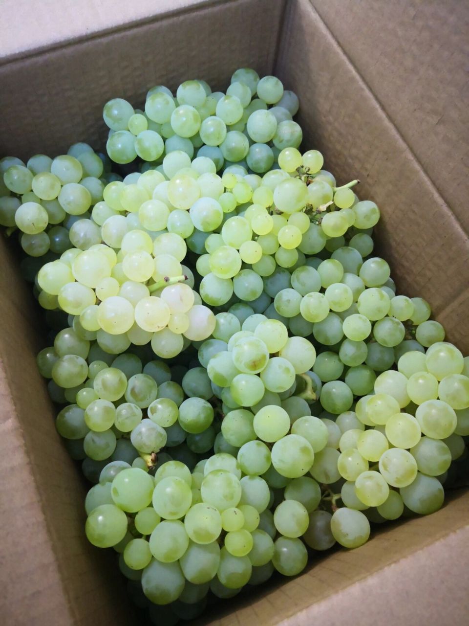 贵州水晶葡萄 水晶葡萄,是我目前最喜欢的葡萄.