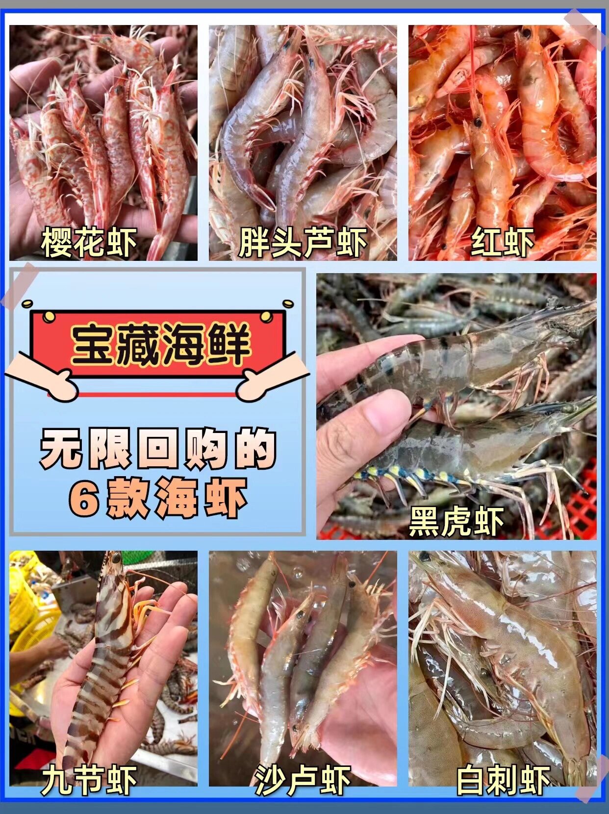 海虾品种大全及介绍图片