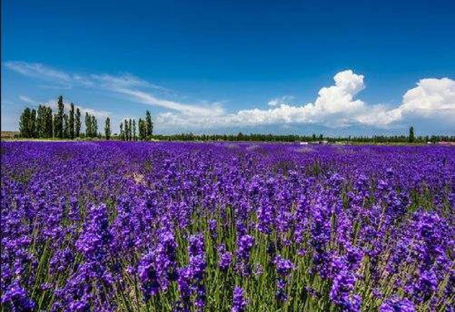 新疆行—霍城薰衣草庄园 神秘西域之旅来到霍城薰衣草庄园,霍城薰衣草
