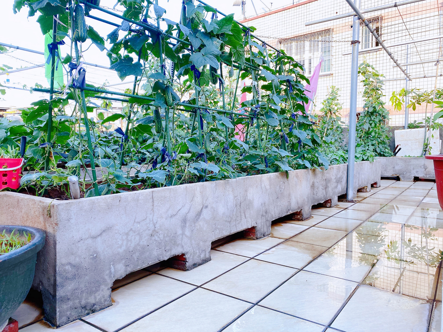 天台菜园子 | 水泥长方形种菜池打造方法 好多们都在问水泥池是怎么做