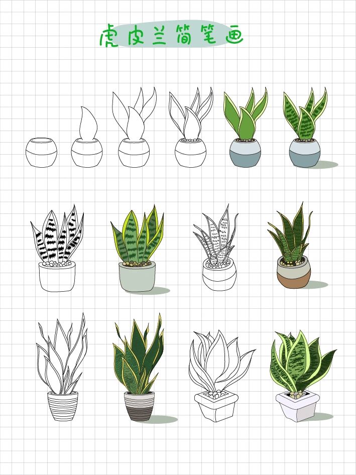 虎皮兰简笔画步骤