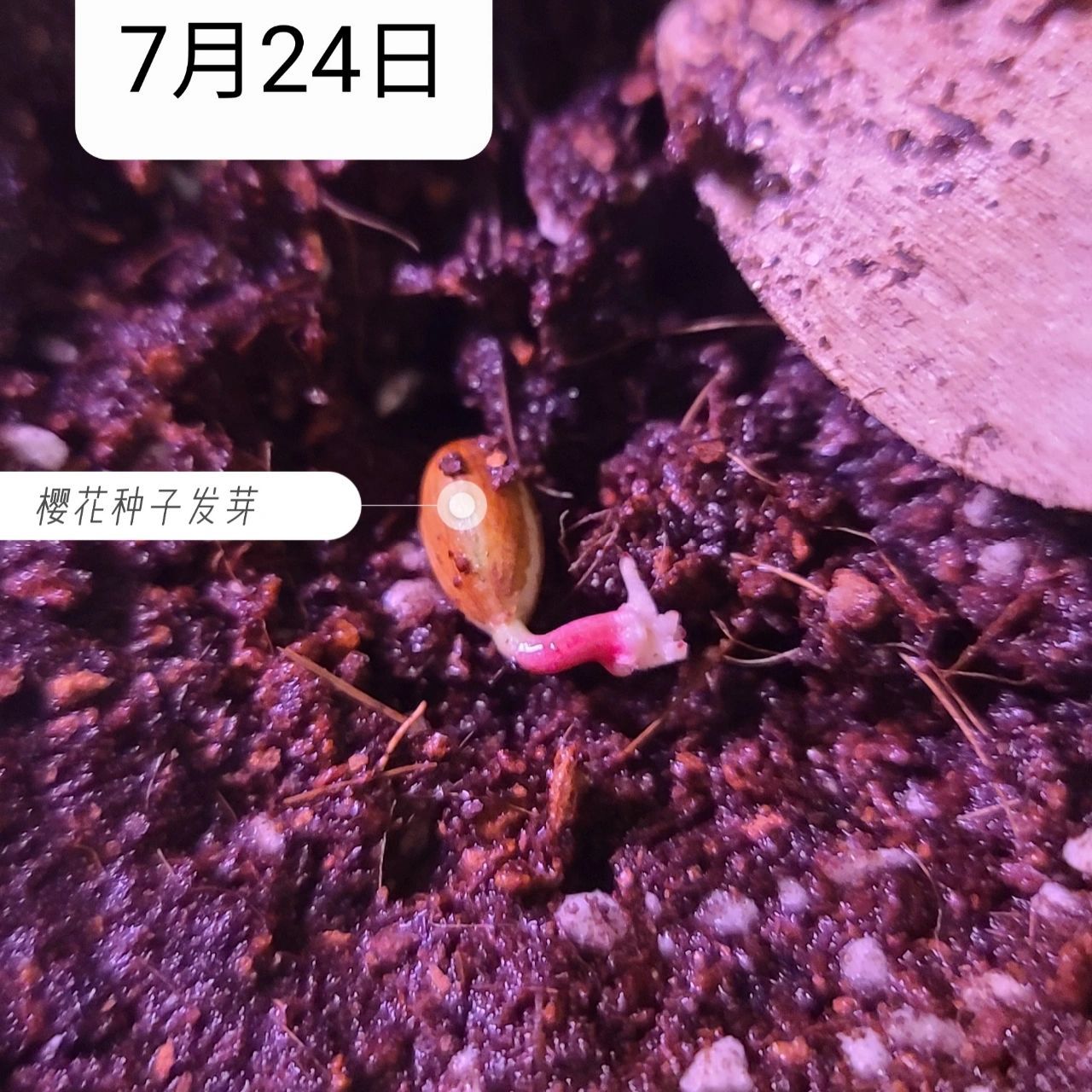 播种一颗樱花种子94 在贴吧学习播种技巧后,用去壳法催芽成功了.