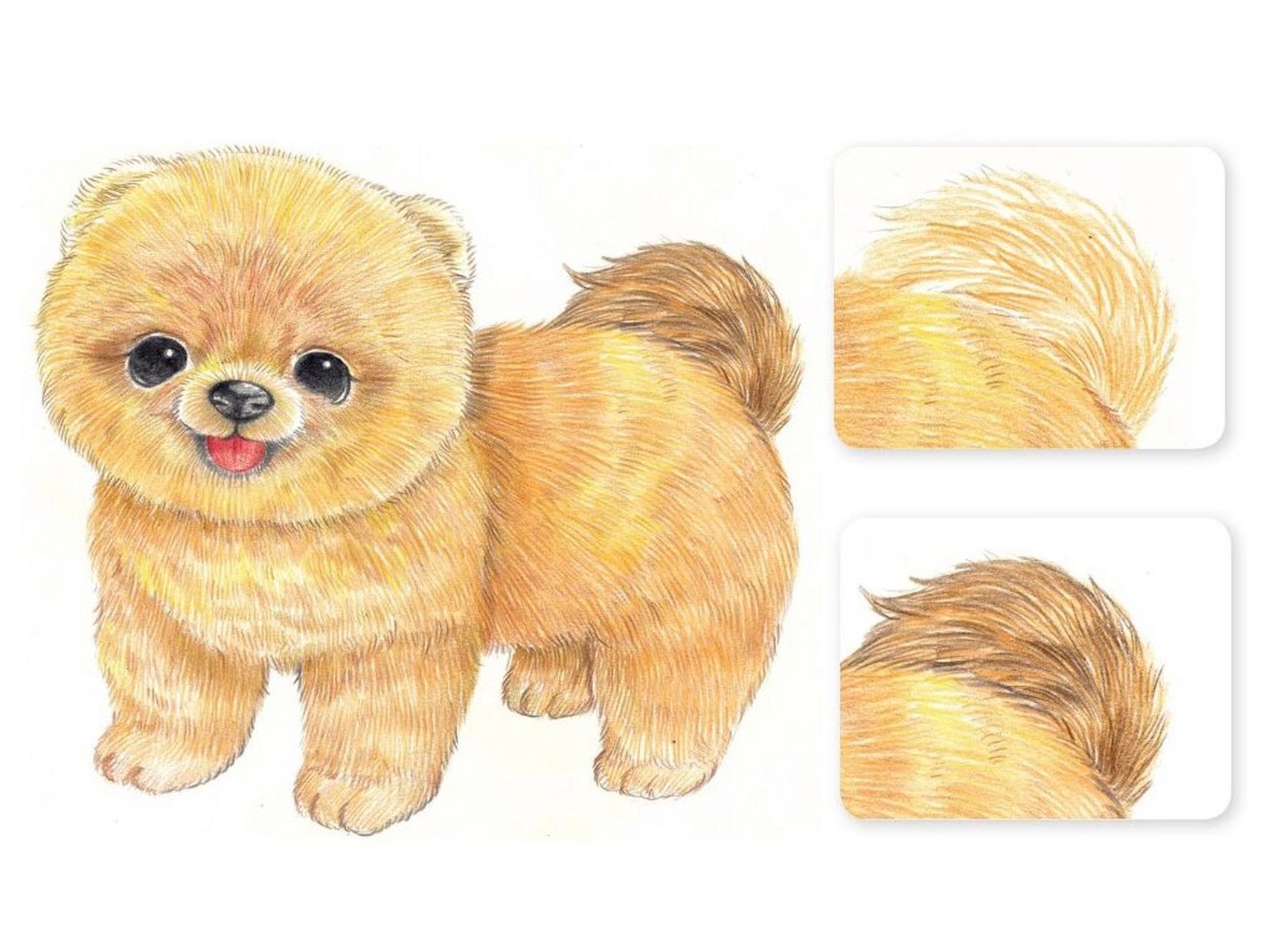 彩铅小动物-博美犬 绘画要点 1,修剪毛发后的博美大身体是圆滚滚的.