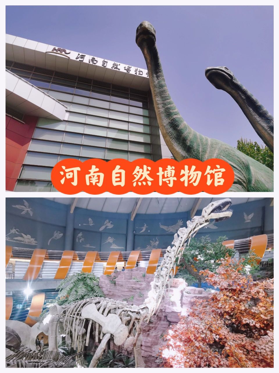 河南自然博物馆 河南自然博物馆票价: 免费,周一闭馆,美团预约时间段