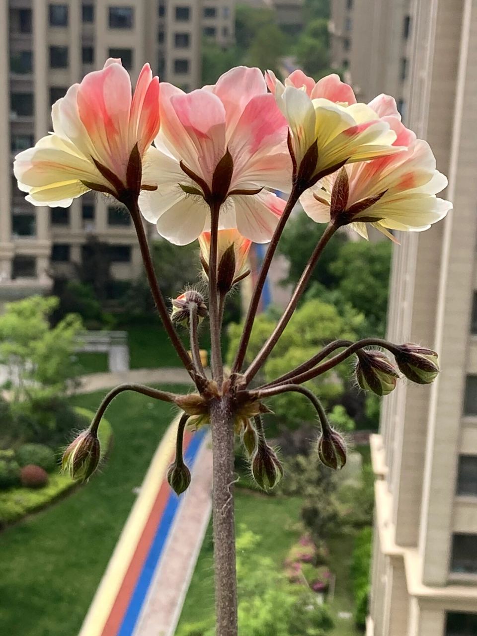 网红兽系天竺葵 兽系小天里的颜值担当劳拉马乔里 坐标安徽芜湖,夏天