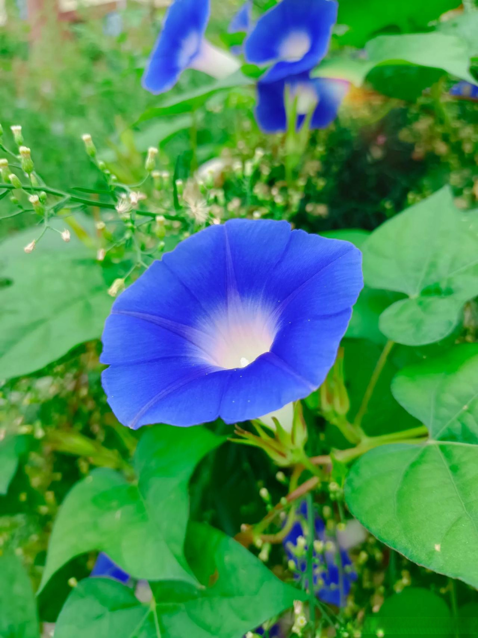 蓝色的牵牛花图片