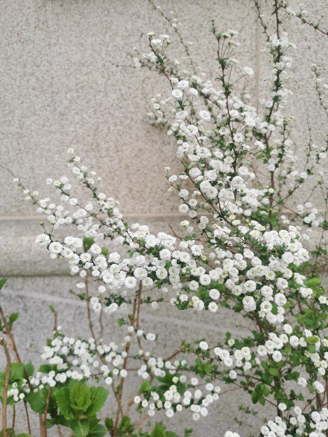 李叶绣线菊,别名笑魇花94真·笑魇如花 清秀的小花94