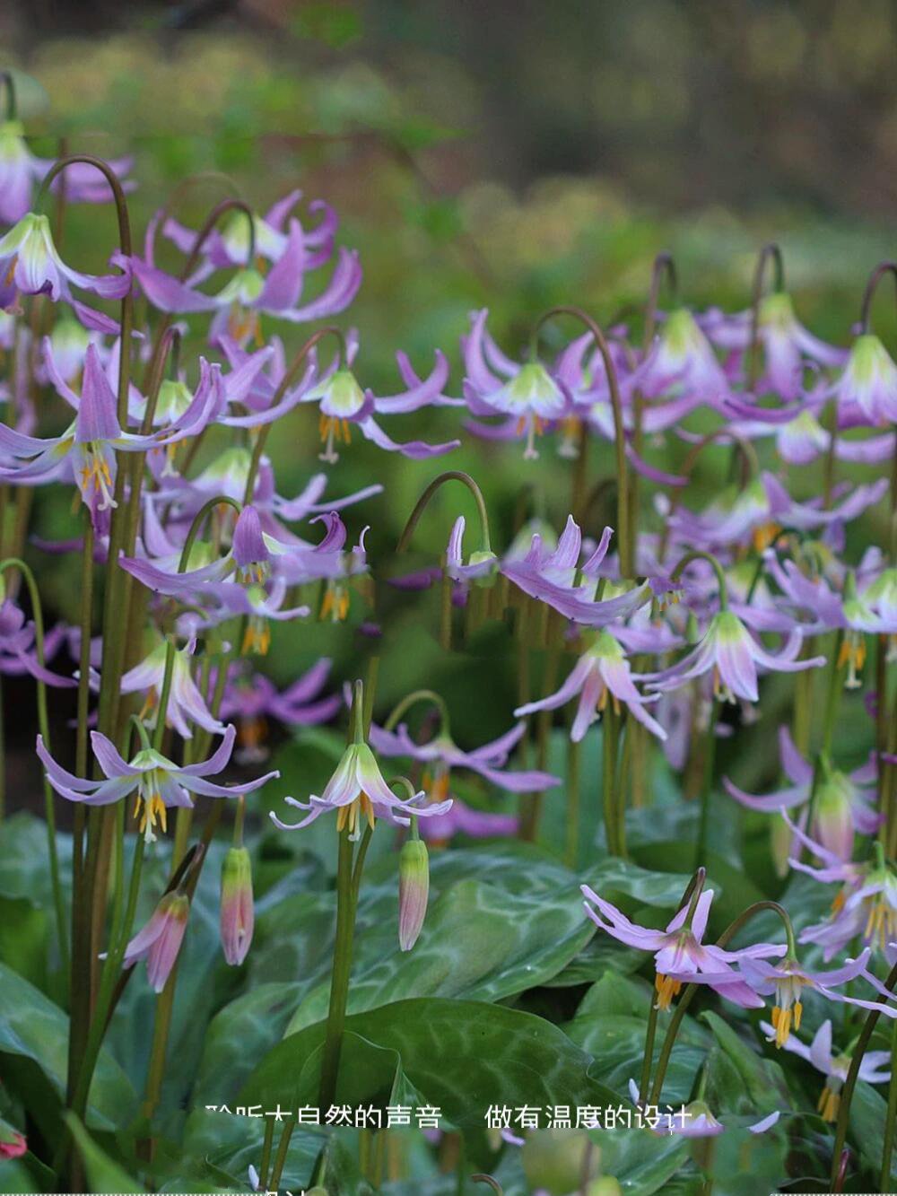 猪牙花 | 一种美貌被名字耽误的花园植物 猪牙花erythronium 	 一种