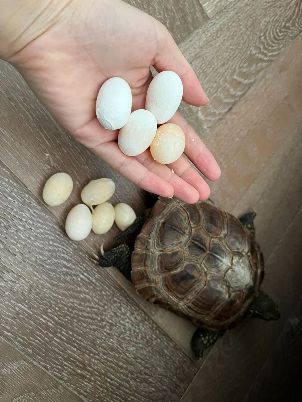 乌龟多大才会下蛋图片