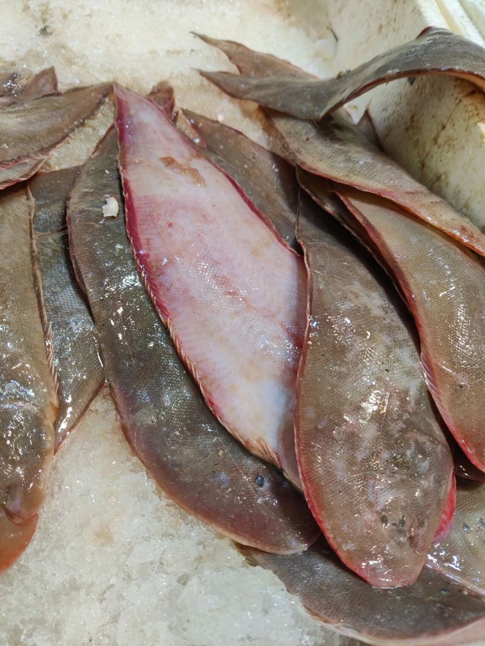 新鲜的野生龙利鱼 新鲜的野生龙利鱼,真宗吕四本港海鲜
