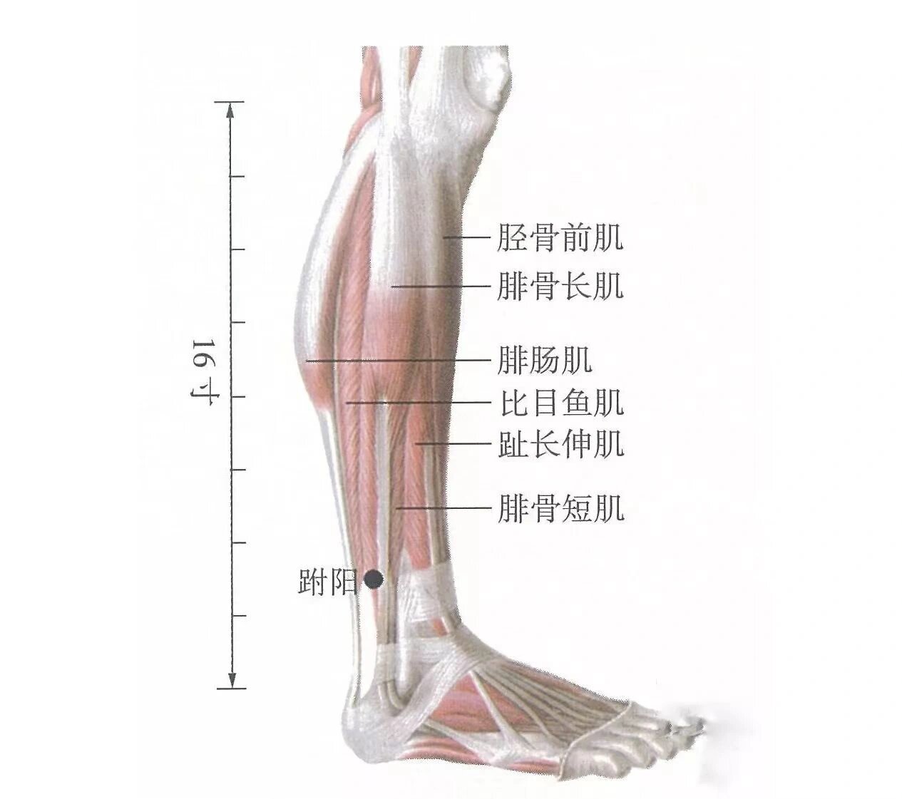 跗阳的准确位置图图片
