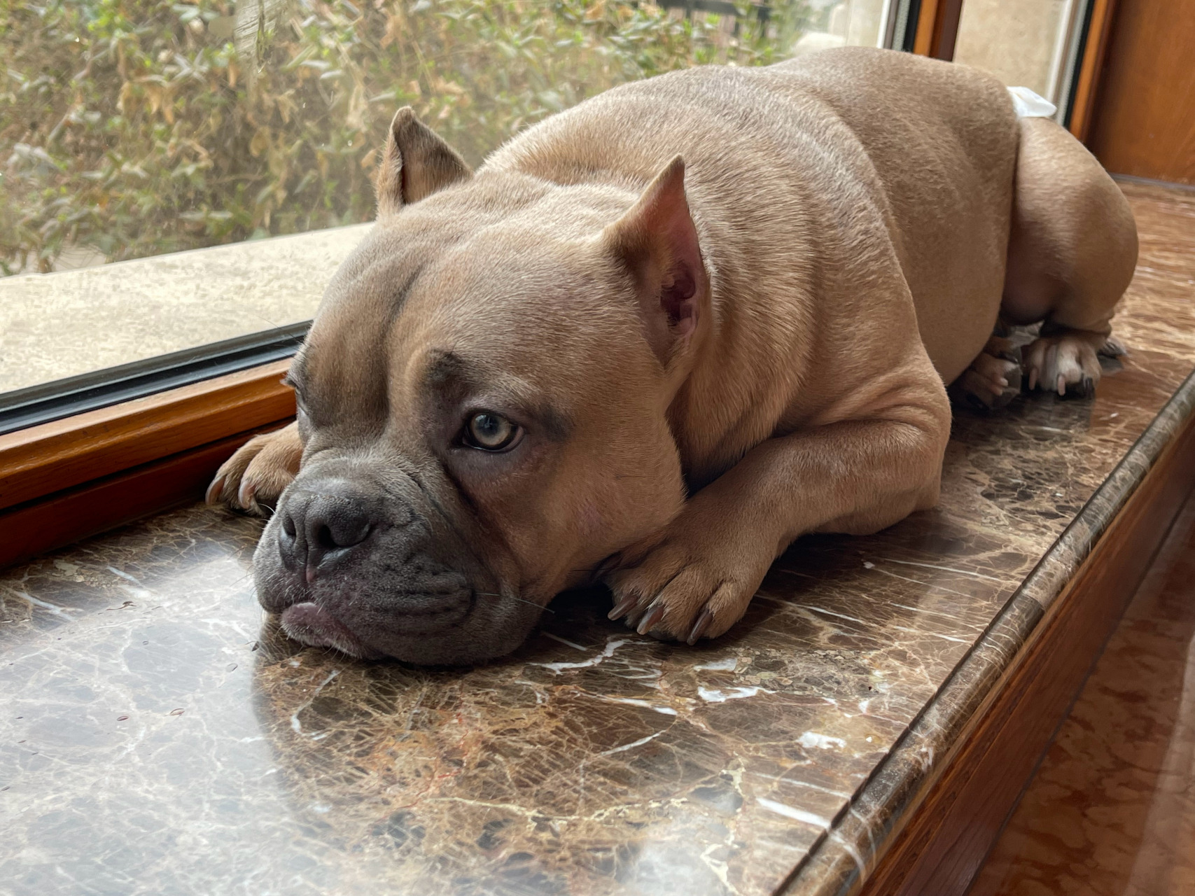 来秀一下我家的修狗狗——巴斯98969696#被小狗治愈的每一天