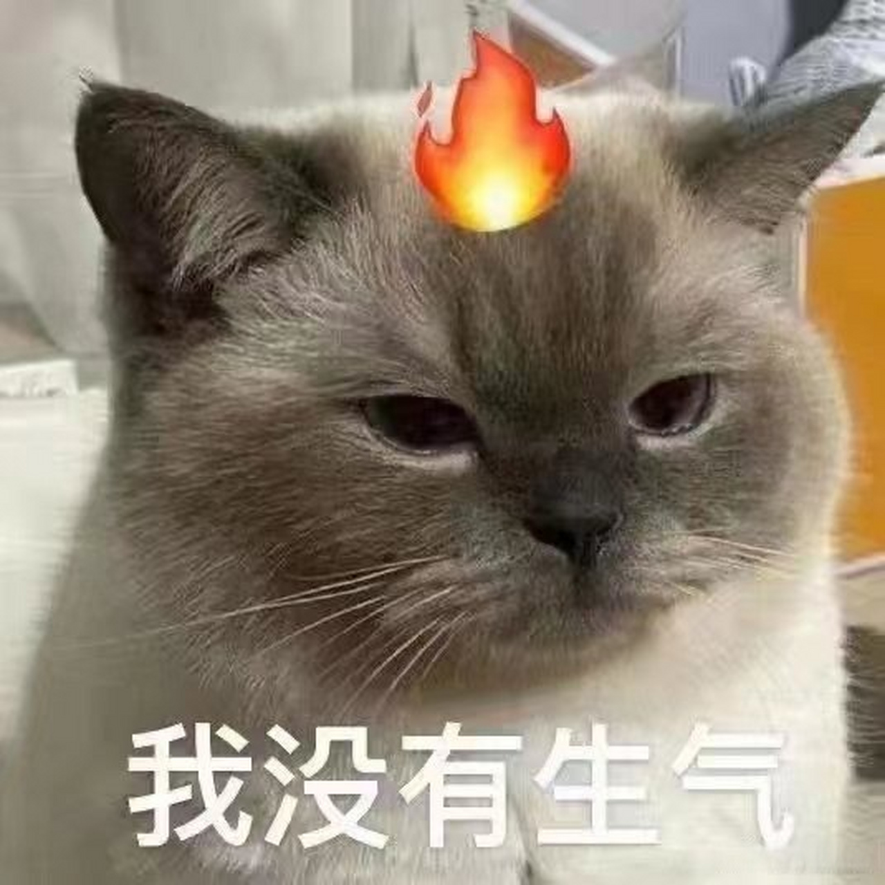 我要把蚊子挫骨扬灰啊啊啊!(无能狂怒ing)