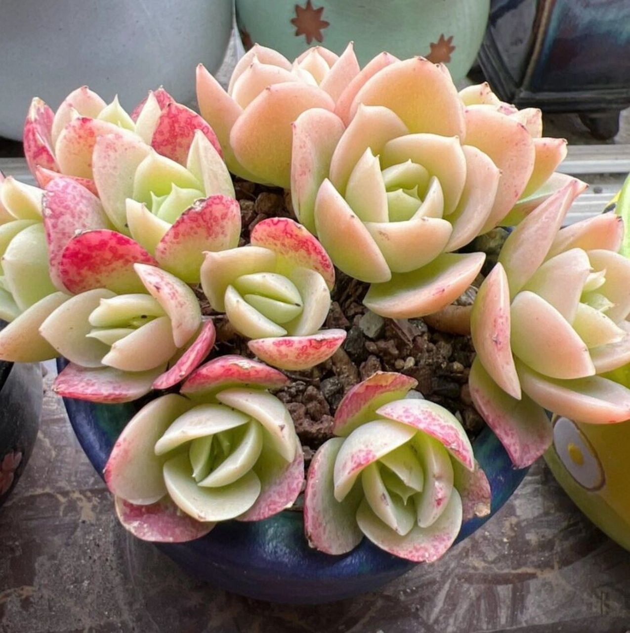 认识多肉第27天——碧桃 碧桃,又叫做桃之娇,鸡蛋玉莲,鸡蛋碧桃,奶油