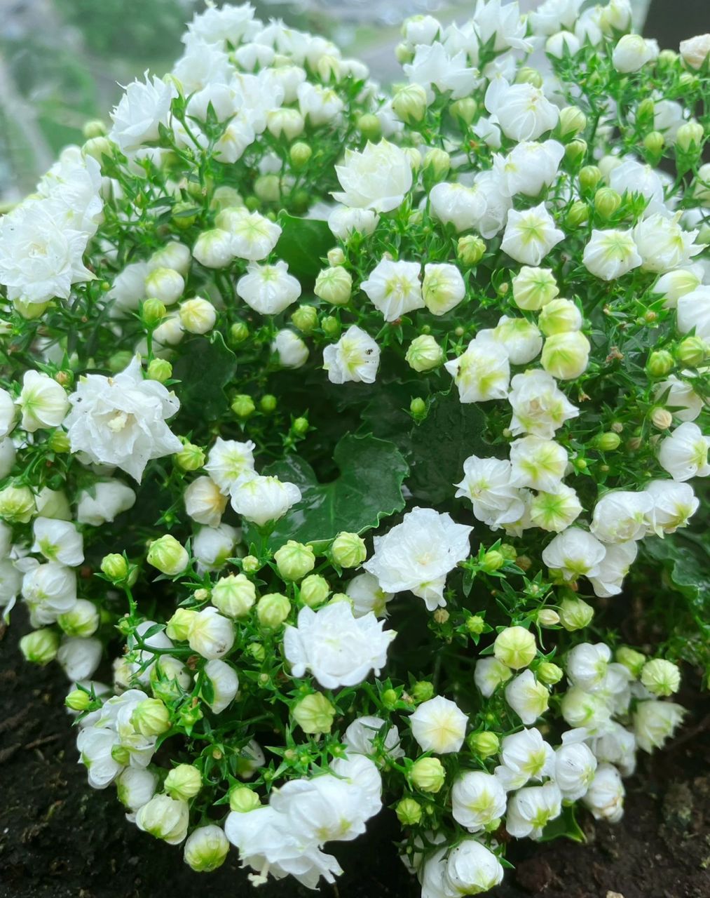 丹麦重瓣风铃草太难养护了 4月底买的 , 买回来一个星期后开始大面积