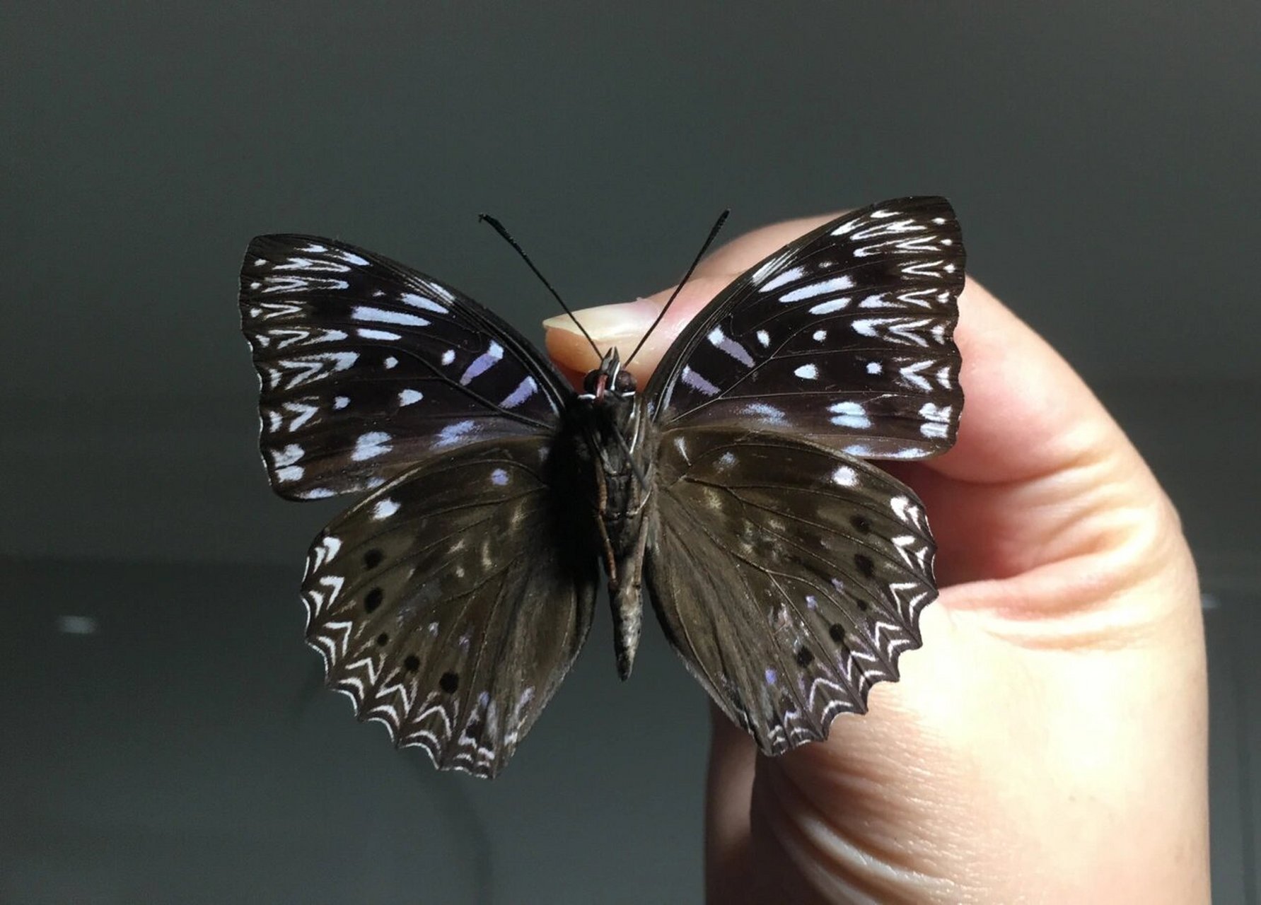 蝴蝶|电蛱蝶 dichorragia nesimachus 电蛱蝶dichorragia nesimachus