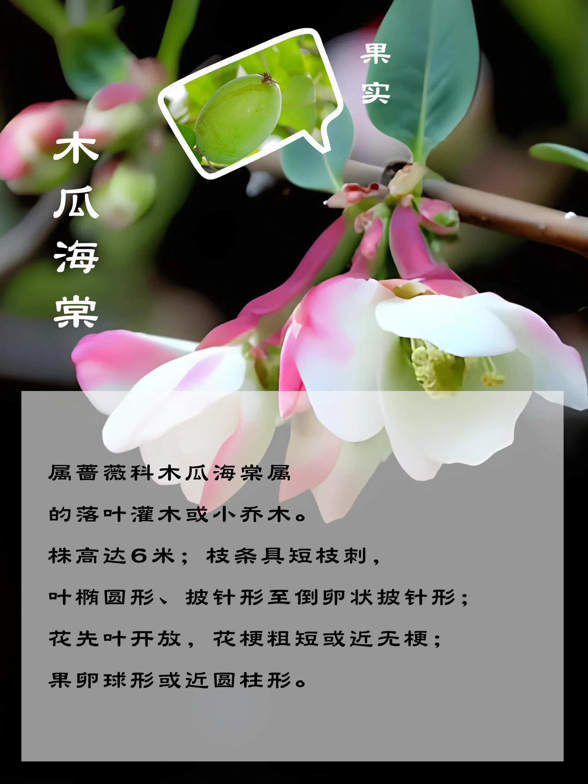 进来学7515一篇教你分清4种海棠花