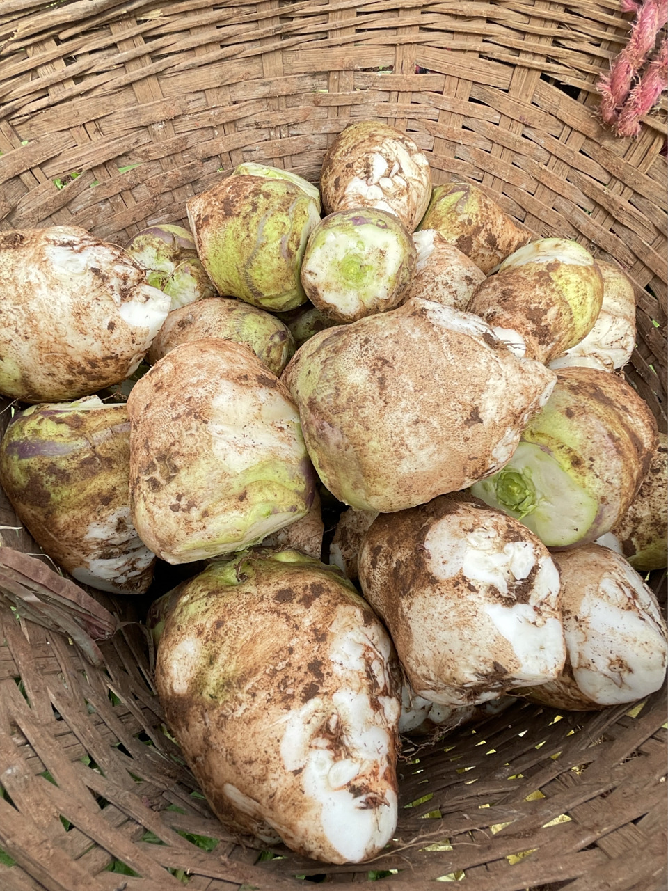 四川特产大头菜