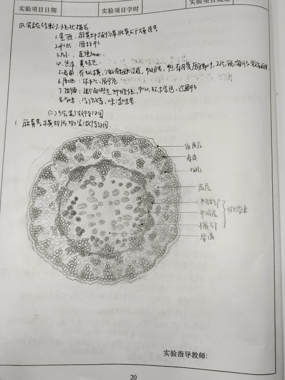 麻黄横切面简图手绘图片