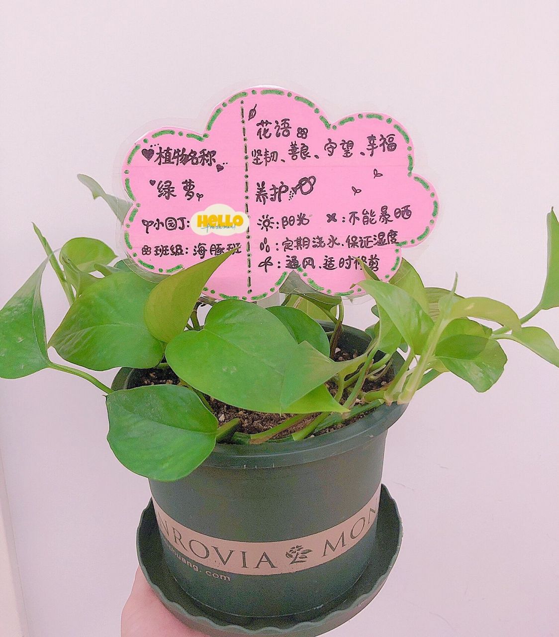 00幼儿园·手工绿植介绍卡