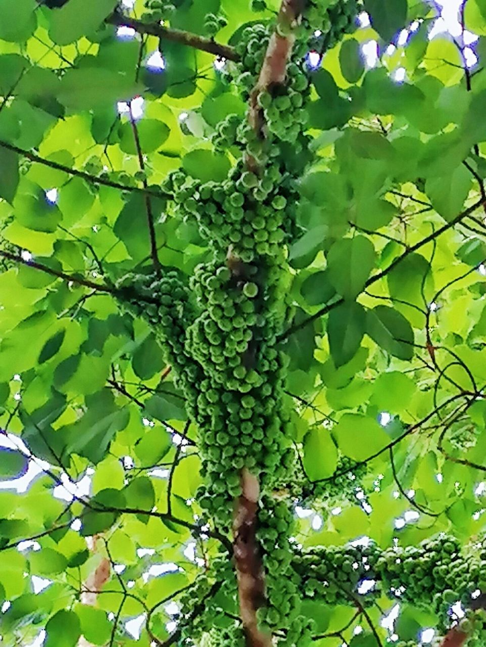 大榕果  树干上长满了果实,不知道是什么,百度查是大榕果,不知道对不