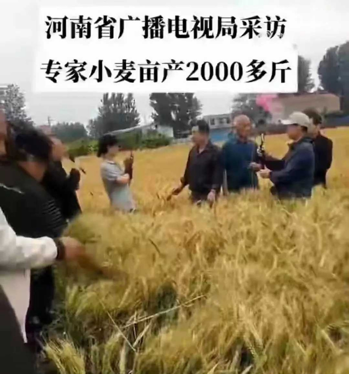 河南小麦亩产2000斤,我有点不敢相信,查了一下,好几年前就2000斤了!