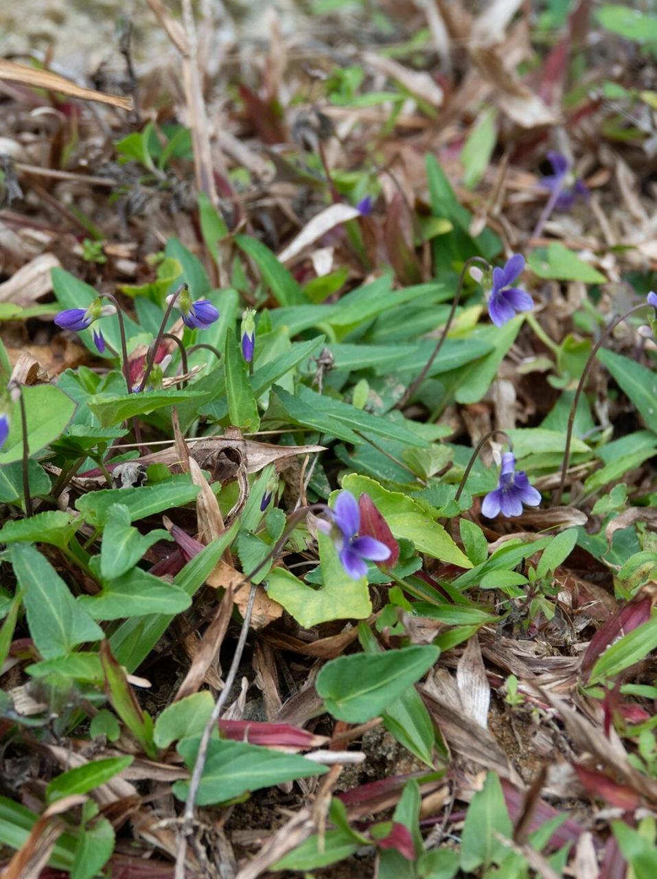 长萼堇菜 长萼堇菜 viola inconspicua 广州太子坑公园2月底拍的,识别