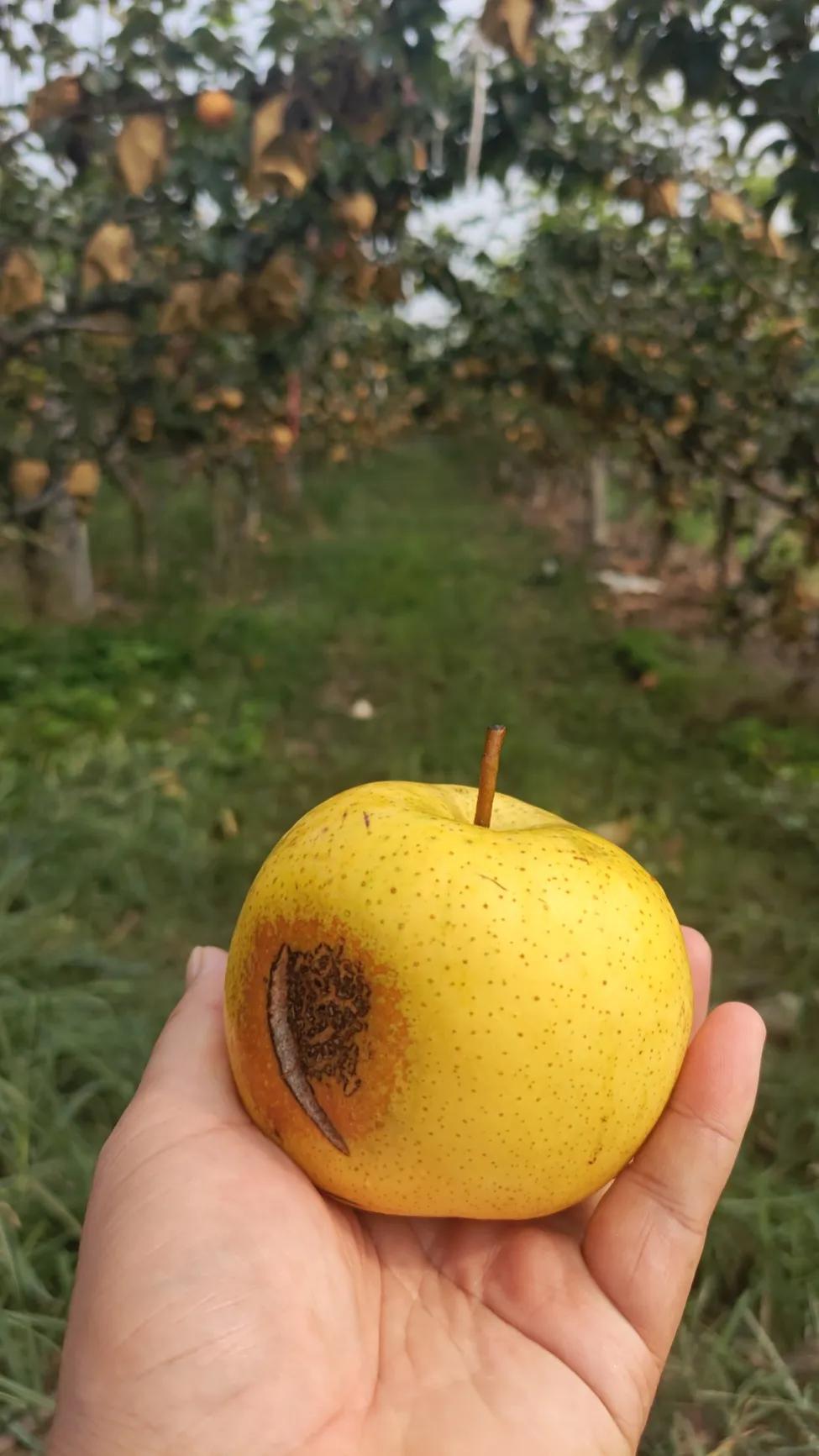 日灼病受害者"梨"