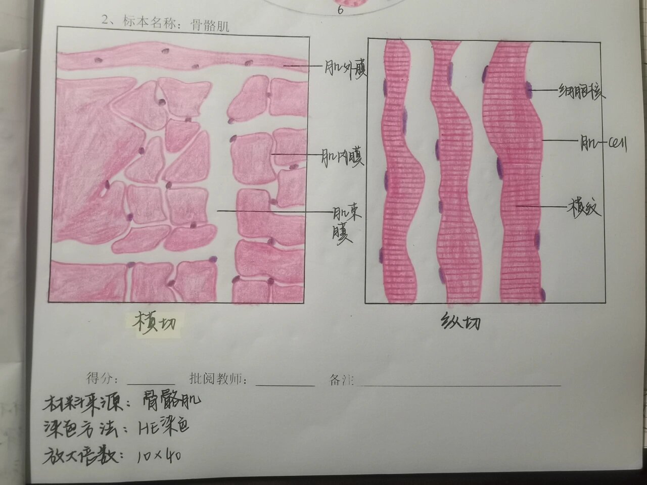 骨骼肌实验报告手绘图图片