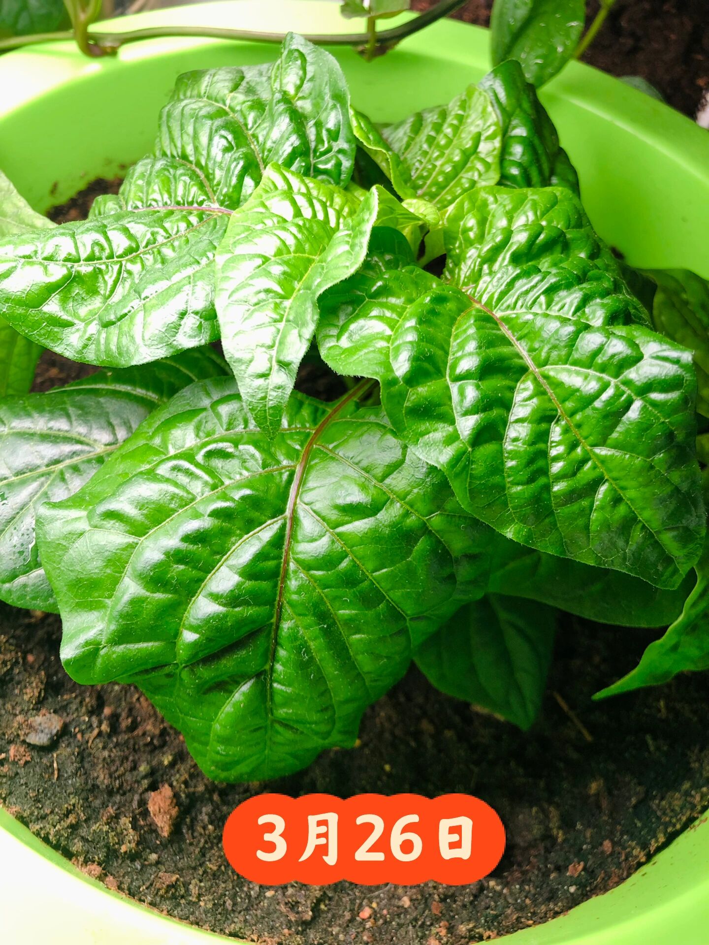 一棵哈瓦那辣椒的成长史 从2月23发芽🌱到6.