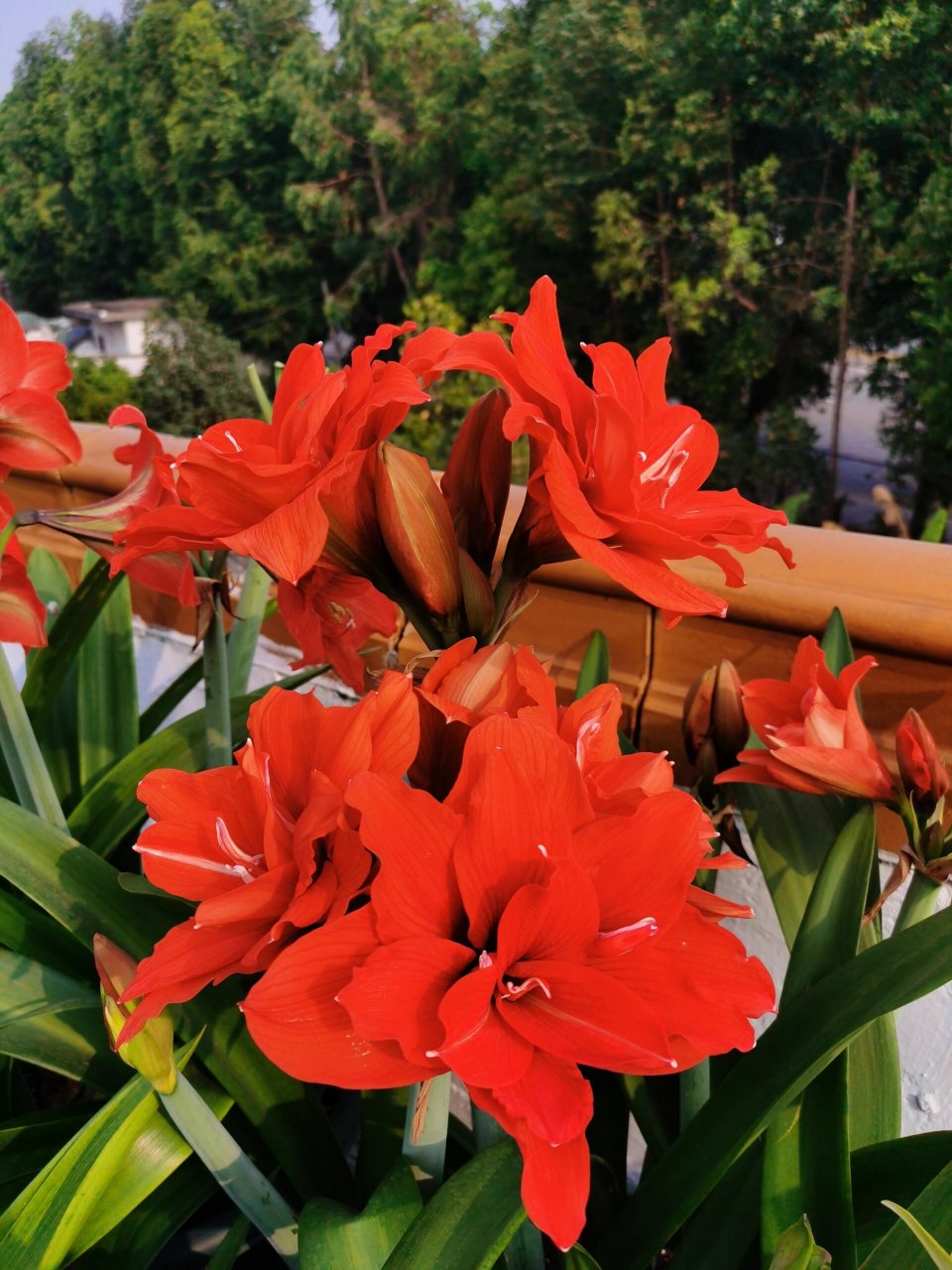 朱顶红-赛利卡 赛利卡还有个奇奇怪怪的名字,叫丁克,应该不是我们理解