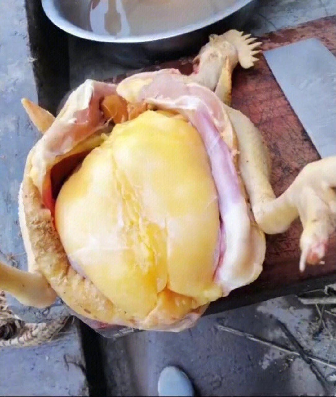 这是我见过最肥的鸡.