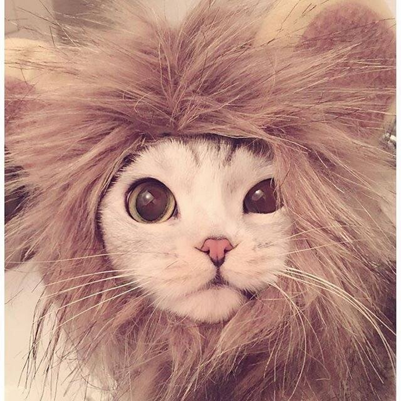 大眼萌猫真是要被萌化了