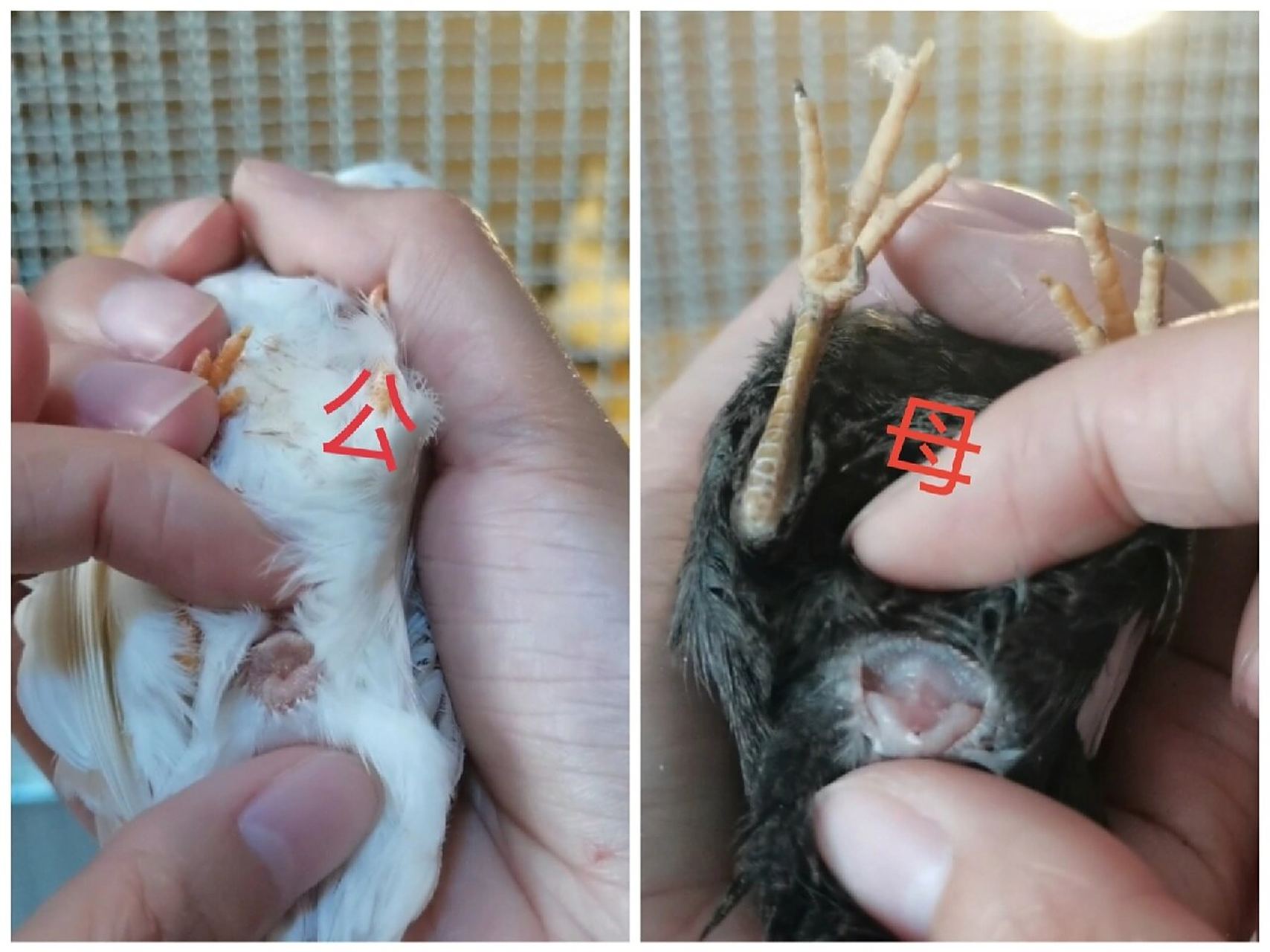 公母对比图你还不会分公母吗 小鸡分公母是一大难题,许多人越看越分不